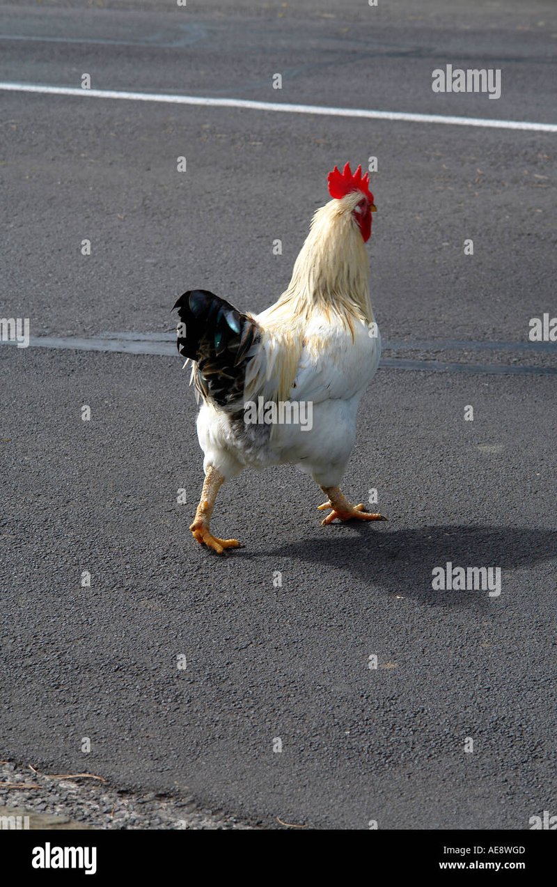 Best chicken road nederland in Netherlands